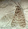 Jurassipanorpa sticta (Panorpidae), Jurassic; China