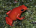 Mantella dorata