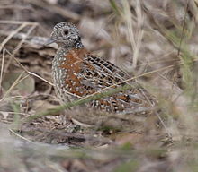 Paainted Buttonquail kobble08.JPG