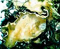 Peltigera polydactylon