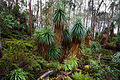 Richea pandanifolia