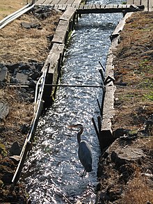 A large bluish-grey bird with a crooked neck and an orange bill wades in a water course perhaps 2 feet (0.6 meters) wide. The water, which passes under a wooden footbridge upstream of the bird, is confined by low wooden retaining walls.