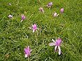 Colchicum autumnale 'Pleniflorum'