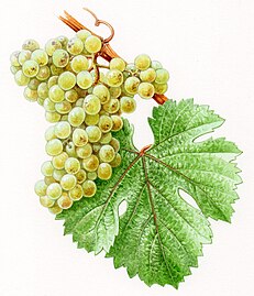 Autra illustracion de Chenin blanc