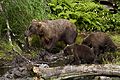 Moeder bruine beer met jongen in Nationaal Wildreservaat Kenai in Alaska.