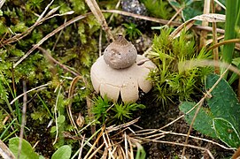 Geastrum schmidelii