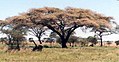 Haak-en-steek (Acacia tortilis)