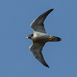 Sakalas keleivis (Falco peregrinus)