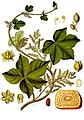 Jateorhiza palmata illustration from Köhler's Medizinal Pflanzen.