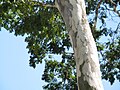 Ritidoma do pau-ferro (Caesalpinia leiostachya)