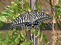 Papilio xuthus