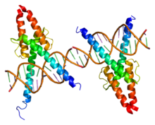 MyoD1 (MYF3)