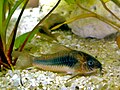 Corydoras zygatus