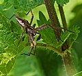 Lovčík hajní (Pisaura mirabilis), samec