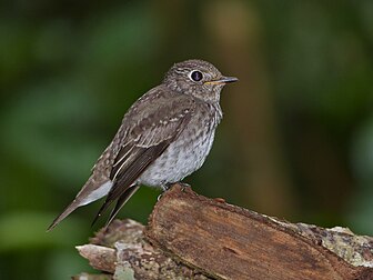 Papa-moscas-pardo (Muscicapa dauurica) no Parque Nacional de Niah, Sarawak, Malásia. (definição 4 000 × 3 000)