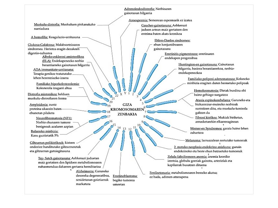 Gaixotasun genetikoen kokapena giza kromosometan