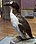 Great Auk