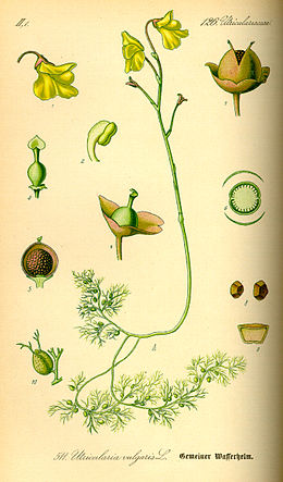 Paprastasis skendenis (Utricularia vulgaris)