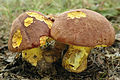 Boletus appendiculatus