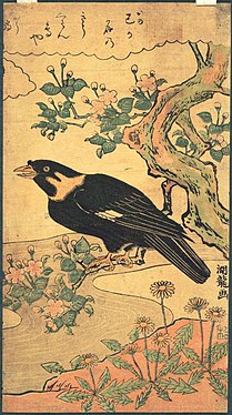 Oiseau Myna perché (vers 1770) Bibliothèque de l'Université de Princeton