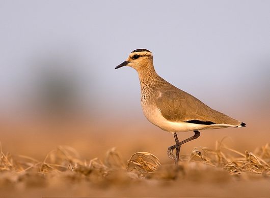 Vanellus gregarius