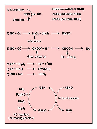 Reactions leading to generation of Nitric Oxide and Reactive Nitrogen Species. From Novo and Parola, 2008.[1]