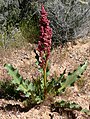 Rumex hymenosepalus