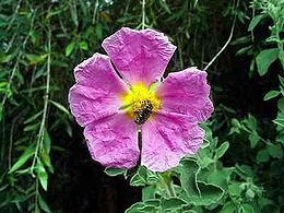 Cistus incanus virága