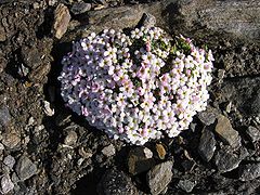 Androsace des Alpes (Androsace alpina).