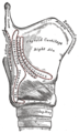 Larynx : vue latérale des insertions des muscles.