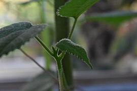 Detail showing stinging hairs