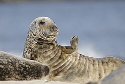 NicoHH04 mit Kegelrobbe (Halichoerus grypus) auf Helgoland