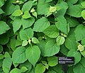 Hydrangea arborescens.