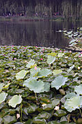 Lotus field