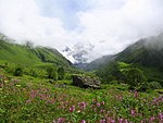 Flores nun val de montaña