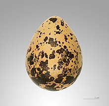 Egg