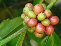 Buah kopi robusta