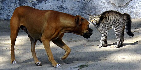 A dog and a cat face off. The cat is displaying defensive posture typical of interactions between a cat and dog that have not been socialized.