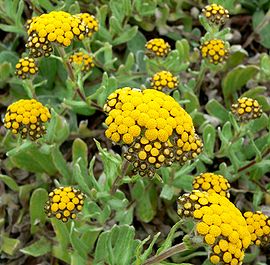 Helichrysum basalticum