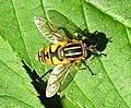 Helophilus affinis.