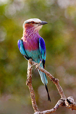 Ceriņkrūšu zilvārna (Coracias caudatus)