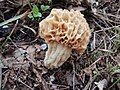 Morchella rotunda