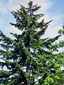 Picea glehnii, la piceo de Saĥalino, fotita en Hokkaido