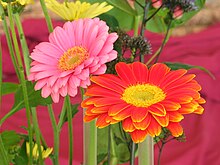 Gerbera