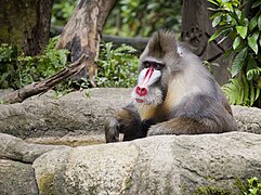 Mandrill