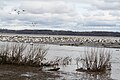 April migration of Snow goose, Île du Large, St. Lawrence River