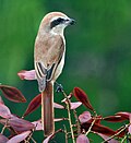 Braunwürger (Lanius cristatus)