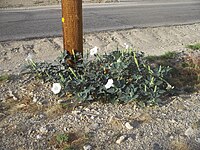 D. wrightii in bloom (lateral view) near Twentynine Palms, California, U.S.