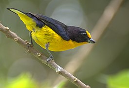 Euphonia violácea masculina (Euphonia violacea)