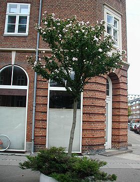 Syrisk rose (Hibiscus syriacus) som gadetræ i København.